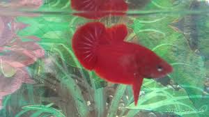 Demikian pembahasan kunci jawaban soal tema 2 kelas 3 halaman 184 tentang cara merawat ikan peliharaan di dalam akuarium. Alif Aquarium Ikan Hias Posts Facebook