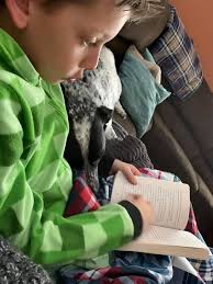 Linda is very interested in what her human sister is reading❤️🐶