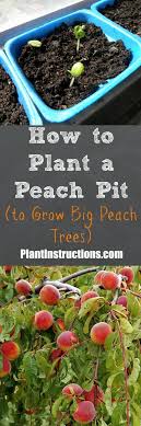 How To Plant A Peach Seed Pit Plants Fruit Garden Peach Trees