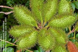 Image result for Guilandina bonduc