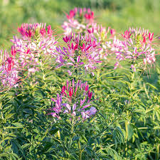 Image result for Cleome bororensis