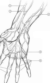 Check spelling or type a new query. Anatomyand Structure Drawing Hands Joshua Nava Arts