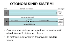 Otonom sinir sistemi viseral ve büyük oranda istemsiz duysal ve motor sistemdir. Sinir Sistemi Fizyolojisi