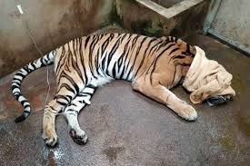 แจงเสือโคร่งเชียงใหม่ไนท์ซาฟารีตาย 3 ตัวติดเชื้อไข้หวัดแมว - โพสต์ทูเดย์  ข่าวภูมิภาค