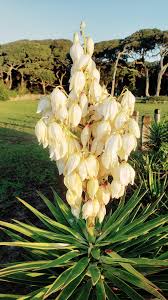 Image result for Asparagaceae