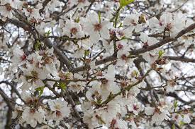 1,828,794 verts (total number of 2 trees): View Of Some Nice White Almond Tree Flowers Stock Photo Picture And Royalty Free Image Image 21748337