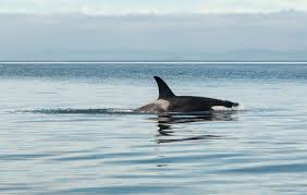 Kids and beginners alike can now draw a great looking whale. Best Places To Swim Or Dive With Orcas Animals Around The Globe