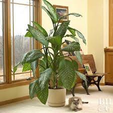 Dieffenbachia Is A Popular Tropical Houseplant Grown For Its Showy Foliage Plants Indoor Plants Houseplants