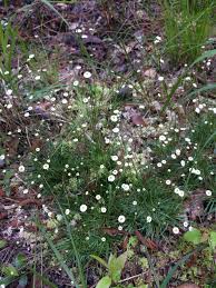 Image result for Syngonanthus welwitschii