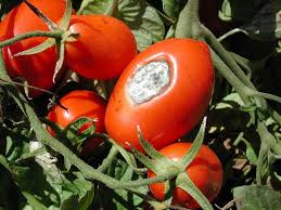 Maybe you would like to learn more about one of these? Fungicide Efficacy Summary Tables For Management Of Diseases In Field Tomatoes Onvegetables