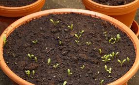 Jardiner En Avril Que Planter Semer Et Faire Au Jardin En 2020 Jardins Jardin Facile Jardin Potager