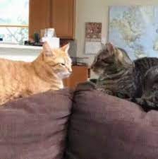 Gif Just Take Me Home Types Of Cats Cats Cute Kitten Gif