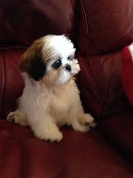 Shih Tzu Love Sevimli Kopek Yavrulari Yavru Kopek Kopek