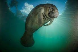 How Did Manatees Inspire Mermaid Legends