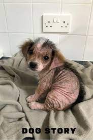 Almost Hairless Puppy Re Grows After Being Rescued Puppies Rescue Dog Love
