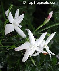 Image result for Jasminum pauciflorum