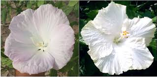Maybe you would like to learn more about one of these? Frontiers Phenotypic Similarities In Flower Characteristics Between Novel Winter Hardy Hibiscus Hybrids And Their Tropical Relatives Plant Science