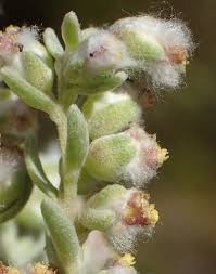 Image result for Eriocephalus luederitzianus