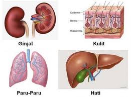 Sistem Ekskresi Manusia Pengertian Organ Fungsi Gangguannya