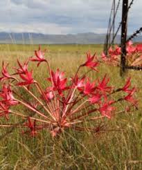 Image result for Brunsvigia radulosa