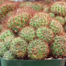 Image result for Caperonia fistulosa