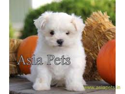 A lot of factors are put into consideration before the prices of maltese are set; Maltese Puppies Price In Mysore Maltese Puppies For Sale In Mysore