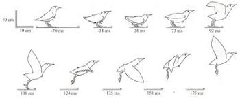 Bird In Flight Drawing Previous Posts Bird Drawings Animation Reference Birds Flying