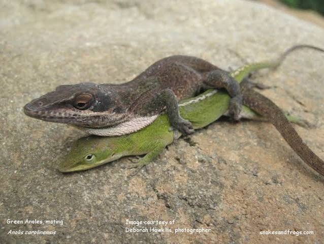 female green anole gives the look while mating.