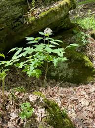 Image result for Faurea rubriflora