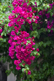 Le piante rampicanti sono da sempre apprezzate in quanto riescono a ricreare spazi verdi o fioriti adornando pareti verticali, cancellate, grate, pergolati altrimenti spogli. 7 Piante Rampicanti Con Fiori Perfette Per Un Esterno Colorato Nomi E Foto