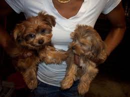 Looking for yorkshire terrier puppies? Yorkshire Terrier For Sale In Irvington New Jersey Classified Americanlisted Com