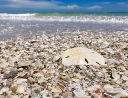Image result for Sandy Beach 2013 Captiva