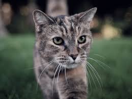 Richiesta di consulto veterinario su alimentazione cucciolo cane di 2 mesi buonasera. Consigli Generali Per Un Alimentazione Corretta Protezione Micio Onlus Torino