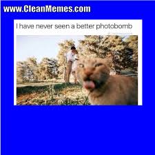Pin By Clean Memes On Clean Memes Clean Funny Memes Funny Cat Memes Cat Memes Clean