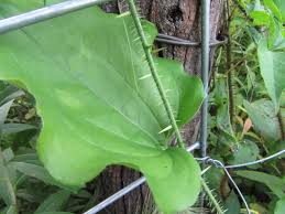 Image result for Smilax  tamnoides