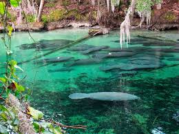 It can refer to air quality, water quality, risk of getting respiratory disease or there are 57 physicians per 100,000 population in blue springs. Blue Spring State Park Amazing Nature Florida