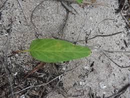 Image result for Ipomoea stolonifera