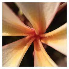 I Love The Details In A Plumeria Flower Love Flowers Flower Quotes Flowers