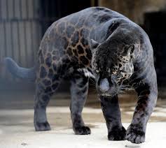 Though extremely rare today, they've been found in arizona. Woman Apologizes After Being Attacked By A Jaguar At Arizona Zoo