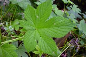 Gallery Of Terrestrial Plants Vermont Invasives