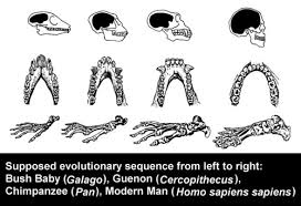 The Evolution Of Early Man