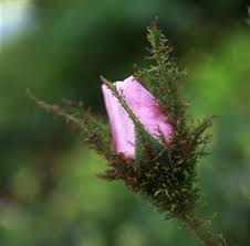 Pin On My Dream Gardens