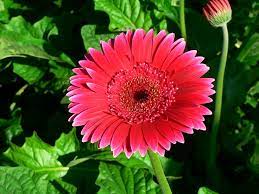 Gerbera Daisy Home Garden Information Center