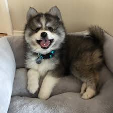 The pomeranian husky mix breed, also known as the pomsky, is a very popular designer dog and it is clear in the case of the pomsky, this breed's parents are the pomeranian and the siberian husky. Husky Pomeranian Mix Aww
