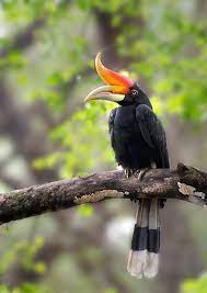 Hornbill 11 facts about malaysia s national bird hornbill 11 facts about malaysia s national bird great hornbill wikipedia hornbill wikipedia 40 national birds of different countries and their scientific names education today news common emerald dove wikipedia we should know symbols of tamilnadu and also symbols of india youtube. The Rhinoceros Hornbill Is The State Bird Of The Malaysian State Of Sarawak And The Country S National Bird Parrots Art Bird Breeds Pet Birds