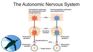 The nervous system performs many different tasks and enables the human being, for instance, to this type of action potential propagation is called saltatory conduction (red arrows in the diagram). Human Nervous System And Neuron Definition Examples Diagrams