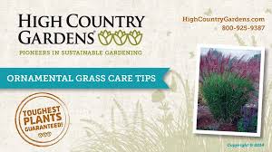 Schizachyrium scoparium 'standing ovation' plant patent #25,202. Standing Ovation Little Bluestem Grass Schizachyrium High Country Gardens