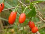 Lycium chinense (Chinese matrimony-vine Go Botany)
