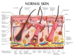 Over 230,870 human skin pictures to choose from, with no signup needed. Super Skin Anatomy Notes Ideas Skin Anatomy Skin Model Integumentary System
