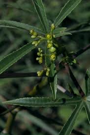 Image result for Jatropha seineri